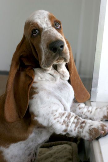 Basset Hound with sad eyes by the window sill