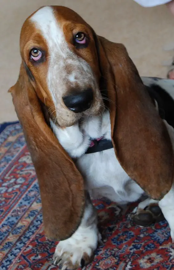 Basset Hound dog lying on the floor with its sad face