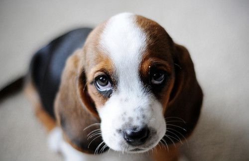 Basset Hound puppy sitting on the floor with its cute begging face