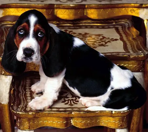 Basset Hound dog sitting on top of a chair with its pitiful eyes and sad face