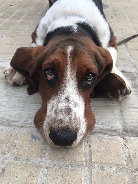Basset Hound dog lying on the floor with its sad face