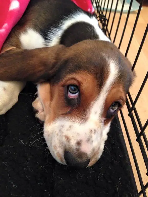 sad Basset Hound dog while lying inside its crate