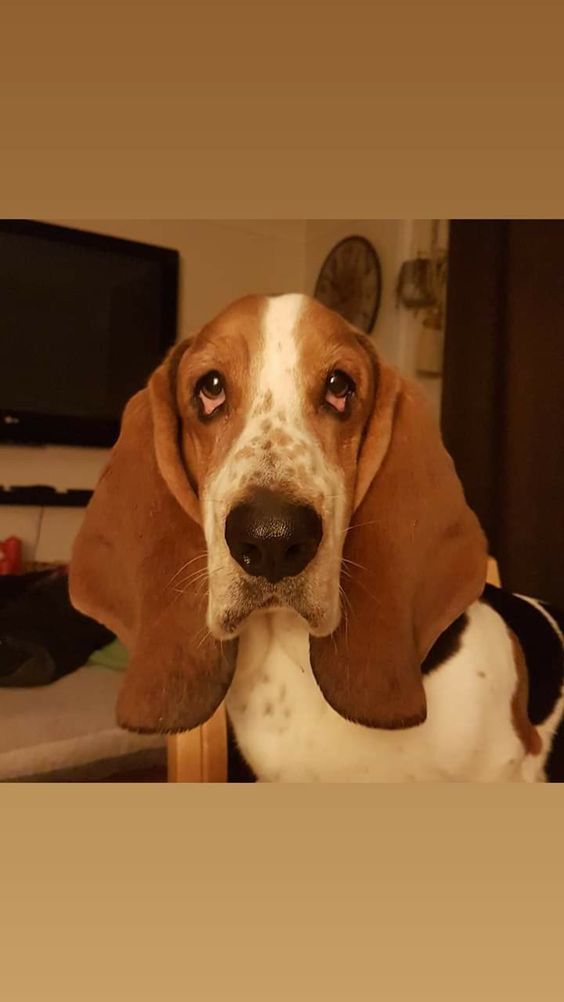 Basset Hound looking up with a begging face