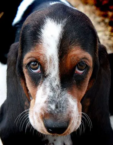 Basset Hound with its head down and looking at you with a begging pitiful eyes