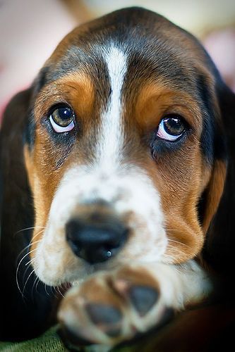begging face of a Basset Hound dog