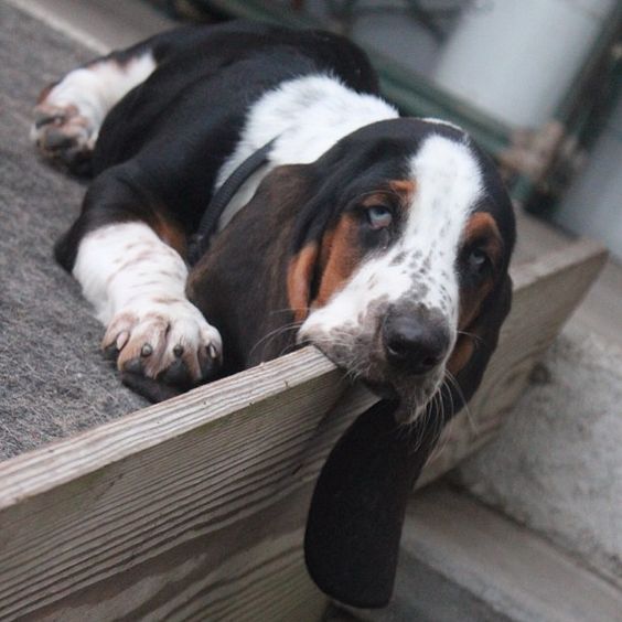 sad and tired Basset Hound dog while lying on the floor