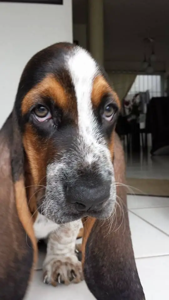 poor sad eyes of a Basset Hound dog