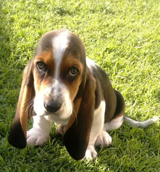 Basset Hound dog sitting on the green with its begging face and sad eyes