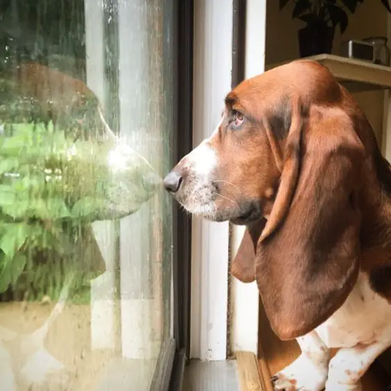 A Basset Hound looking outside the window