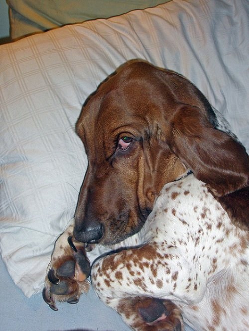 A Basset Hound lying on the bed