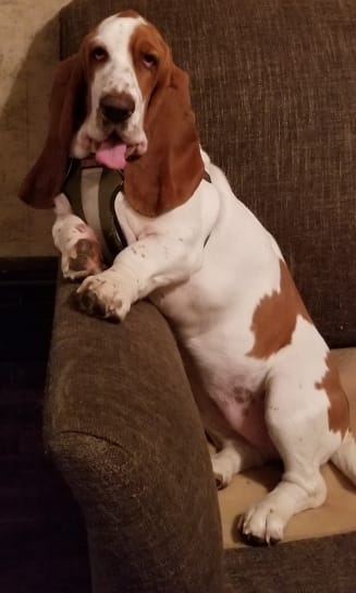 Basset Hound sitting on the couch with its tongue out