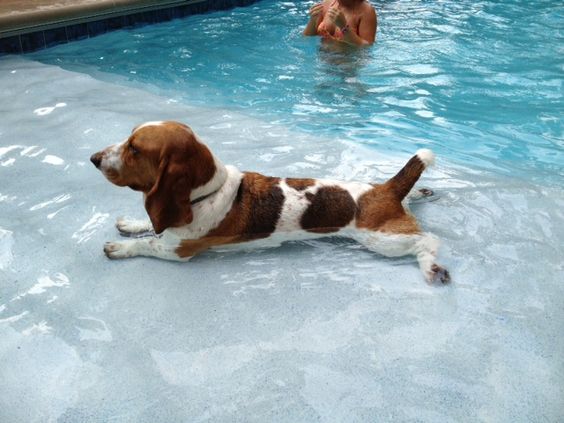 Basset Hound lying in the shallow part of pool