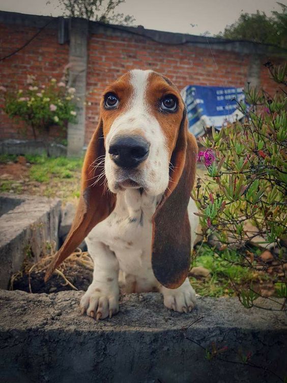 Basset Hound in the garden