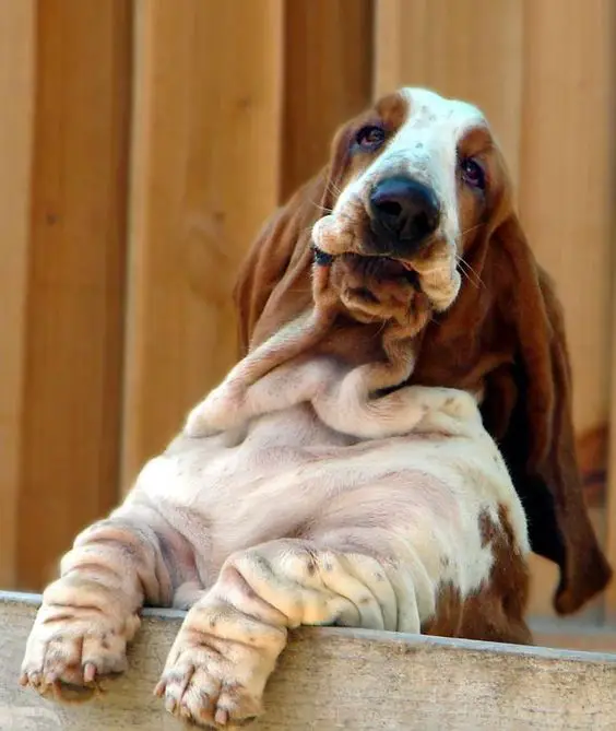 Basset Hound standing from behind the wooden fence