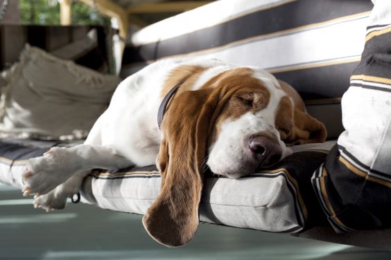 Basset Hound sleeping soundly on a bed swing