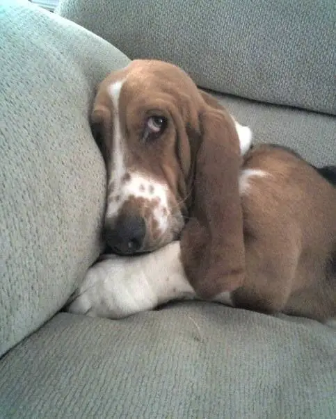 Basset Hound lying on the couch