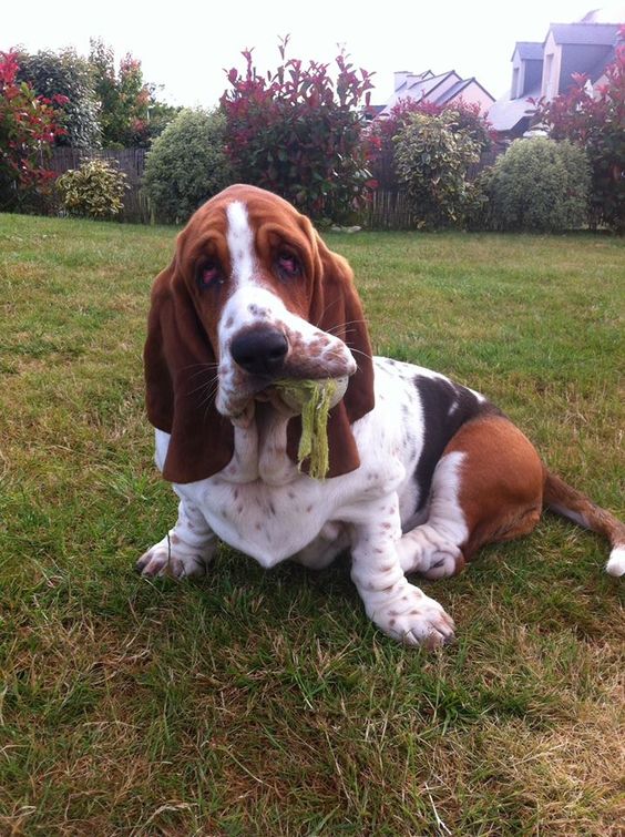 Basset Hound with a ball in its mouth while lying on the green grass