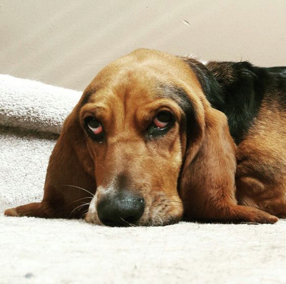 Basset Hound lying down on the bed with its sleepy face