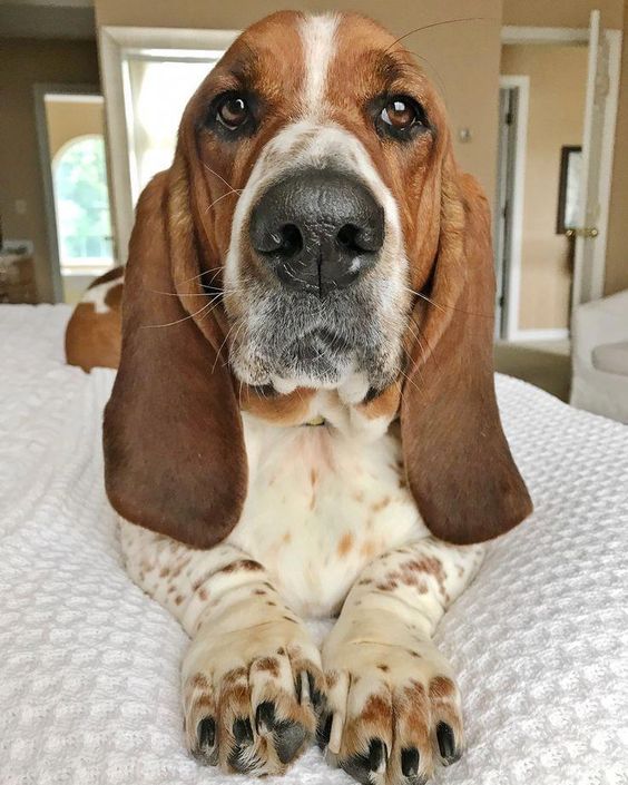 Basset Hound dog lying on the bed