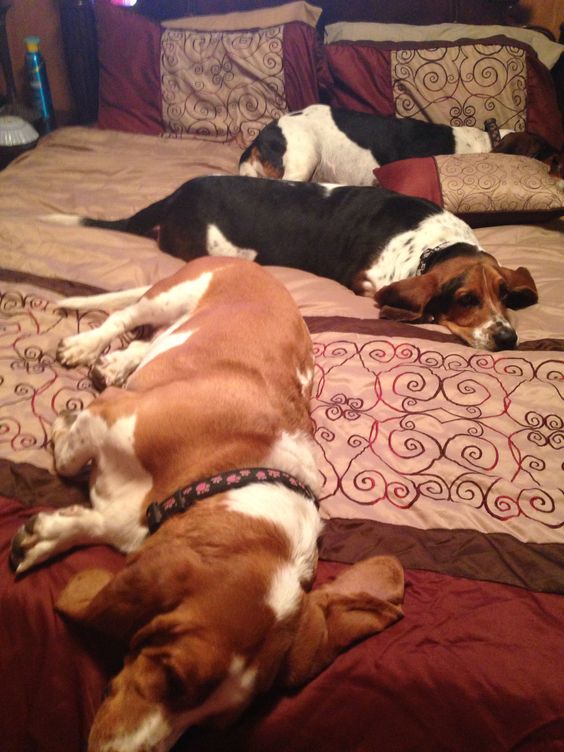 three Basset Hounds sleeping on the bed