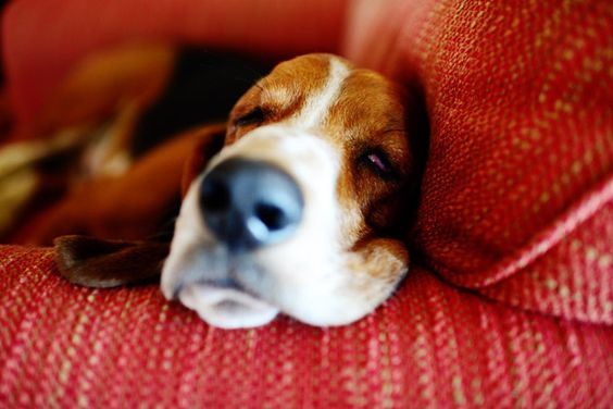 Basset Hound sleeping on the couch