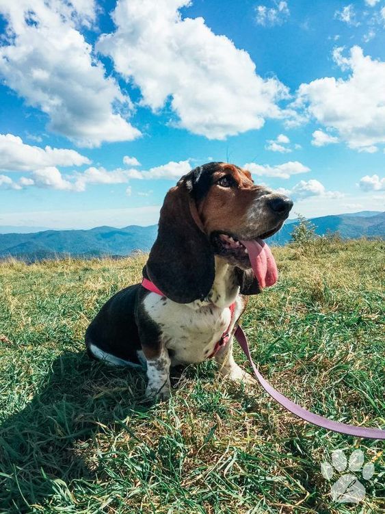 Basset Hound sitting on the green grass