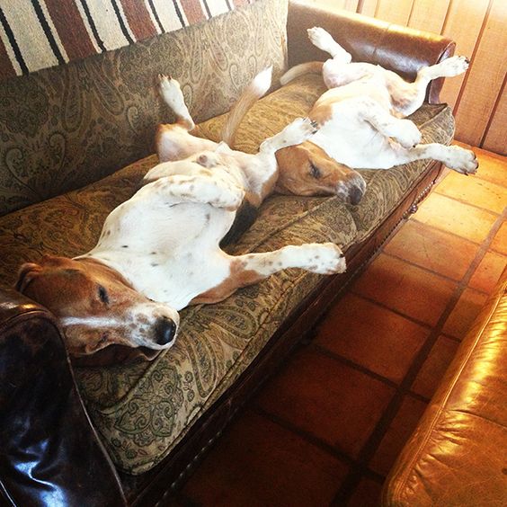 two Basset Hound sprawled on the couch