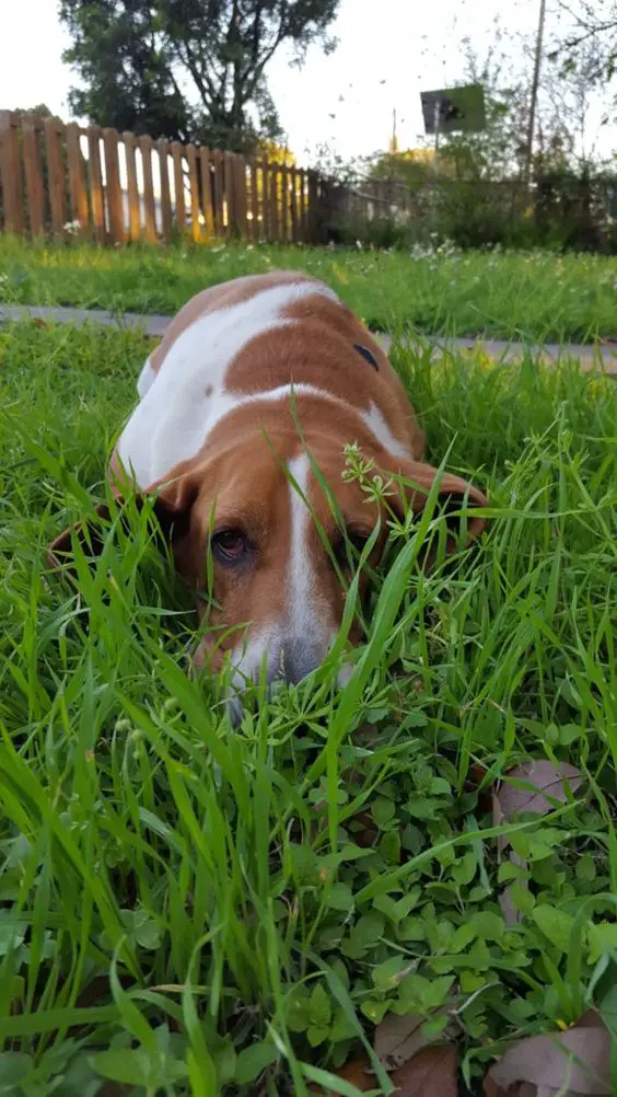 Basset Hound lying down on the green grass