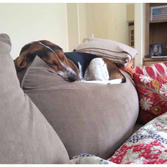 Basset Hound curled up sleeping on top of the pillow on the couch