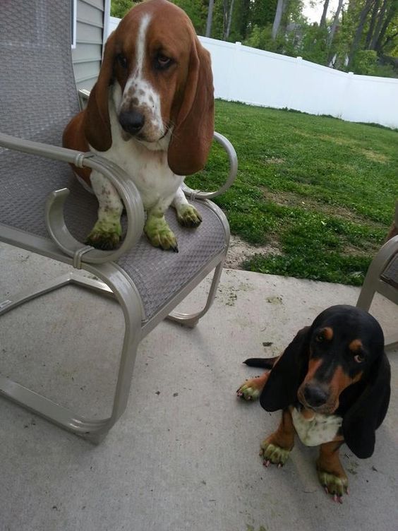 Basset Hound sitting on the chair and on the floor