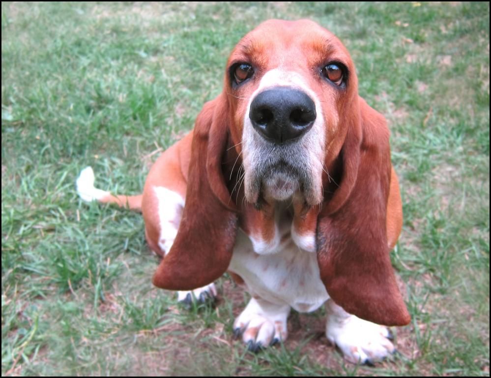 Basset Hound lying on the green grass