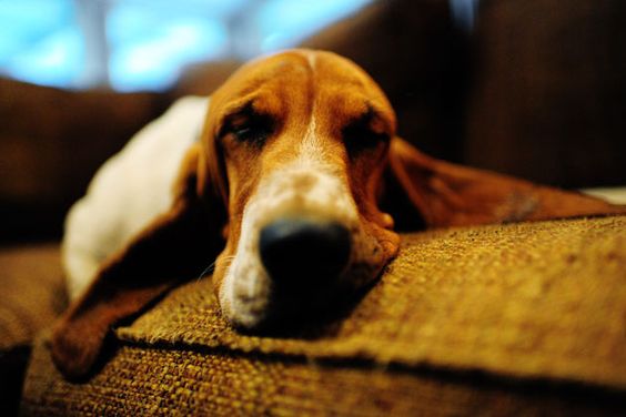 Basset Hound soundly sleeping on the couch