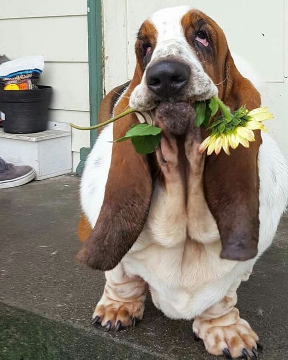 Basset Hound sitting on the floor with flowers on its mouth