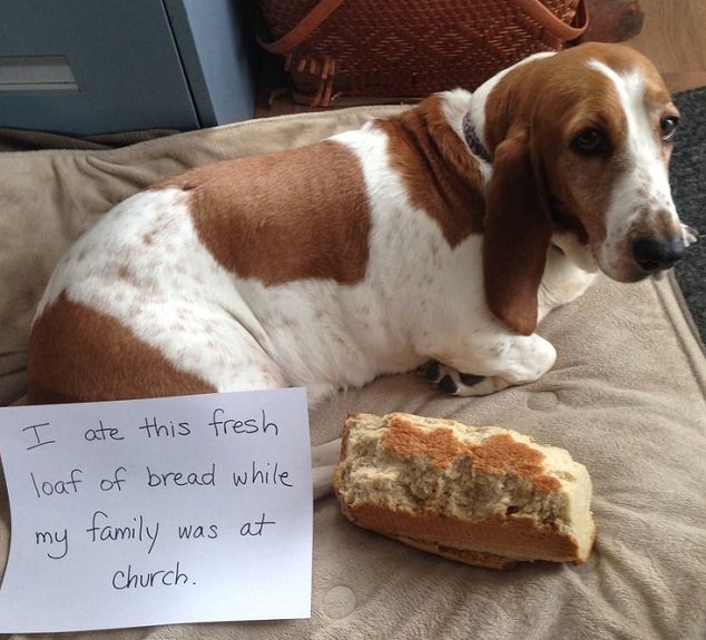A Basset Hound lying on its bed with a bread and a note - I ate this fresh loaf of bread while my family was at church.