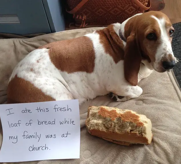 A Basset Hound lying on its bed with a bread and a note - I ate this fresh loaf of bread while my family was at church.