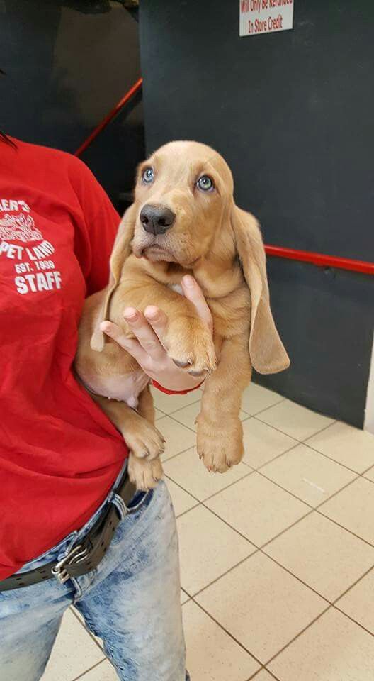 girl carrying a Basset Hound puppy