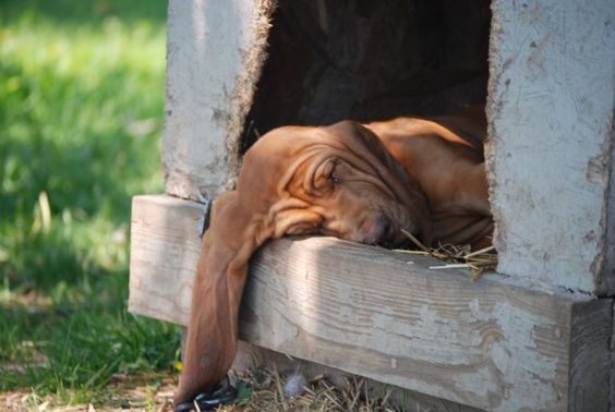Basset Hound soundly sleeping inside the dog house in the garden