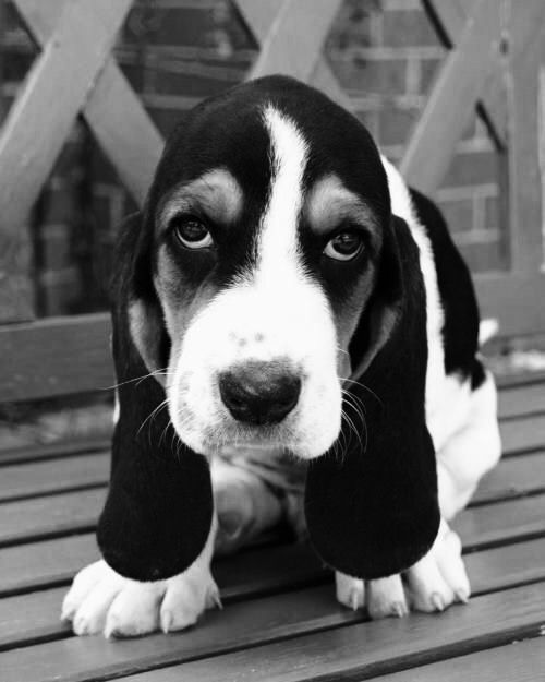 black and white photo of Basset Hound sitting on the bench