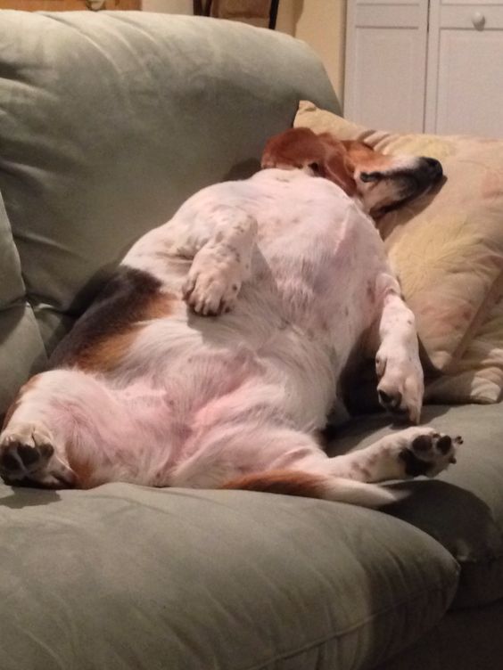 Basset Hound lying on its back sleeping on the couch