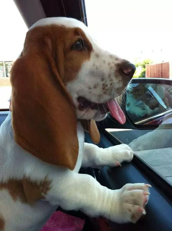 Basset Hound dog looking outside from the car window