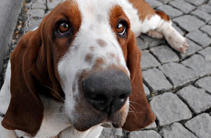 A Basset Hound lying on the pavement