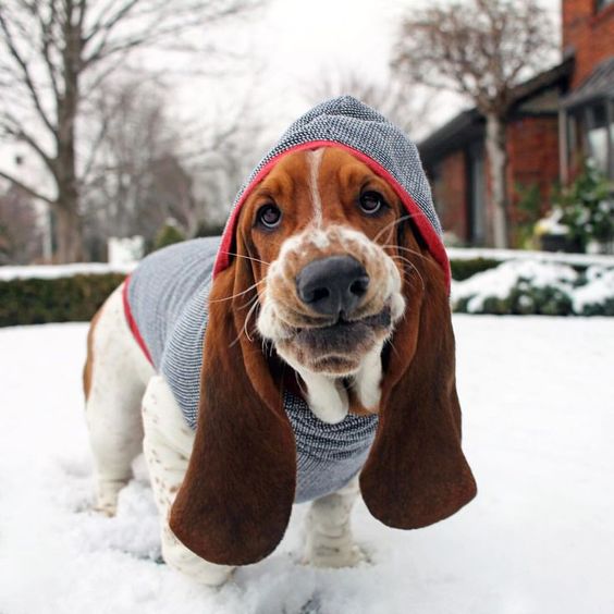 Basset Hound dog wearing a sweater with a hoodie while taking a walk outdoors in snow