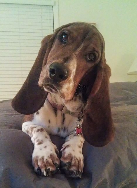 A Basset Hound lying on the bed while tilting its head