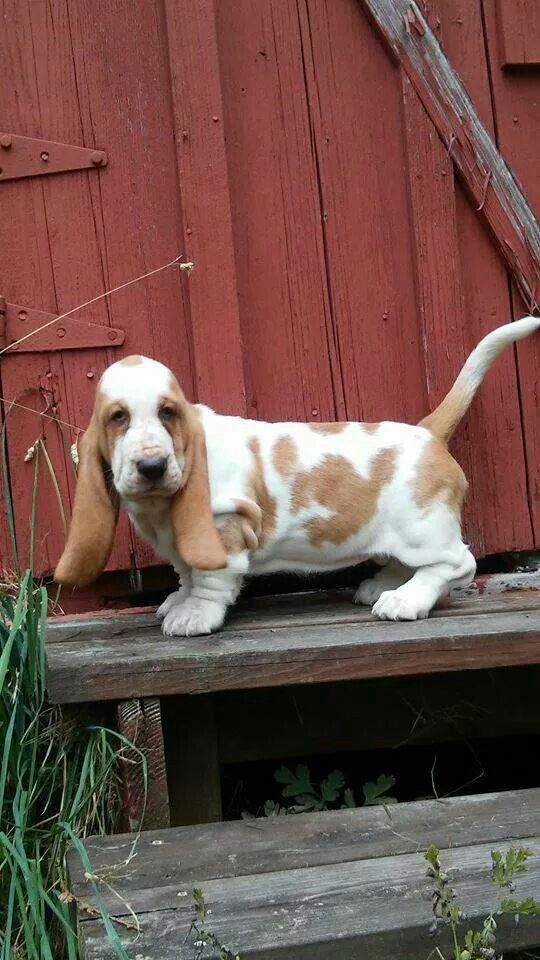 Basset Hound on the bench