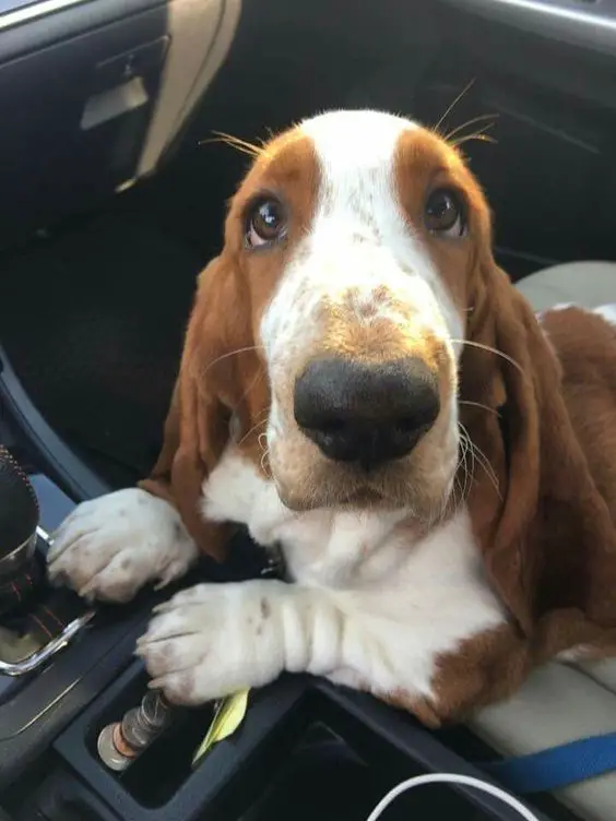 Basset Hound sitting in the car seat while looking up its owner with its adorable face