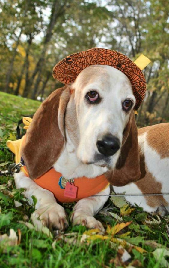 Basset Hound lying on the green grass