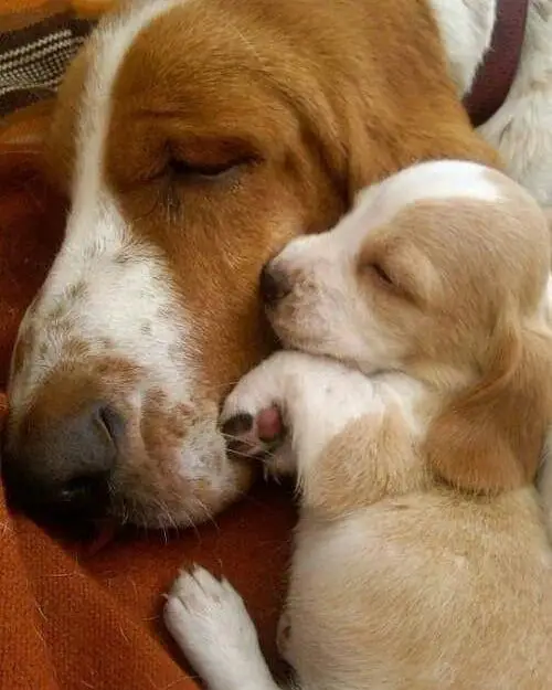 Basset Hound puppy and adult sleeping together