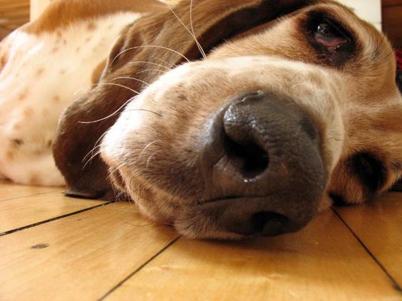 sleepy close up face of a Basset Hound lying on the floor