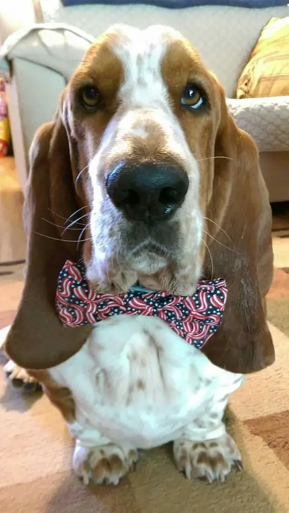 Basset Hound wearing a red and blue ribbon necktie while sitting on the floor