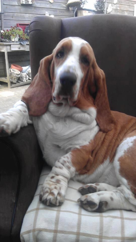 Basset Hound sitting on the chair